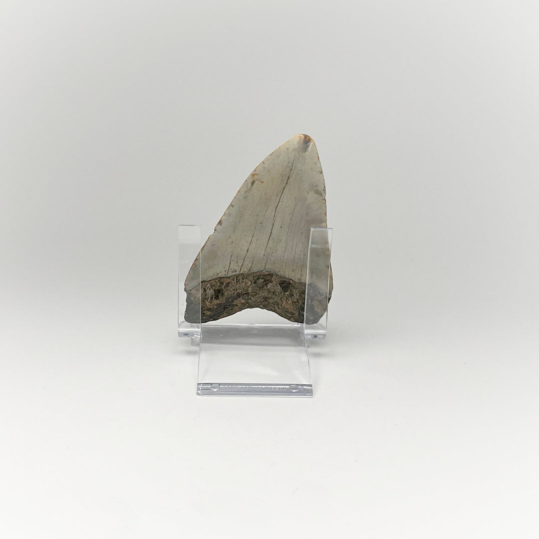 Shark Tooth Specimen: Carcharodon Megalodon