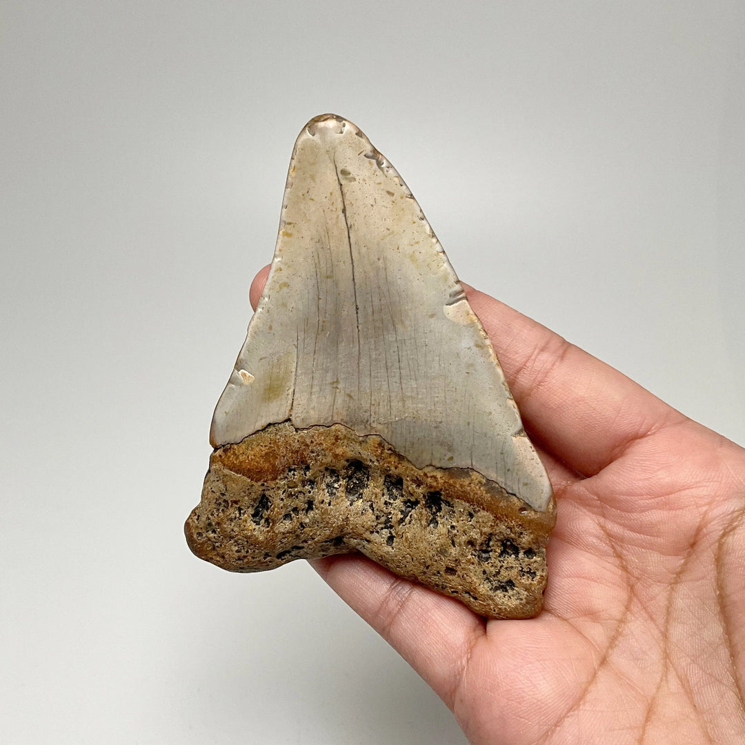 Shark Tooth Specimen: Carcharodon Megalodon