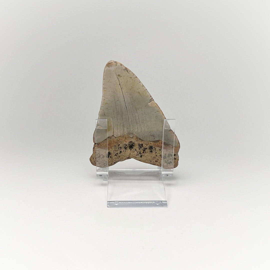 Shark Tooth Specimen: Carcharodon Megalodon