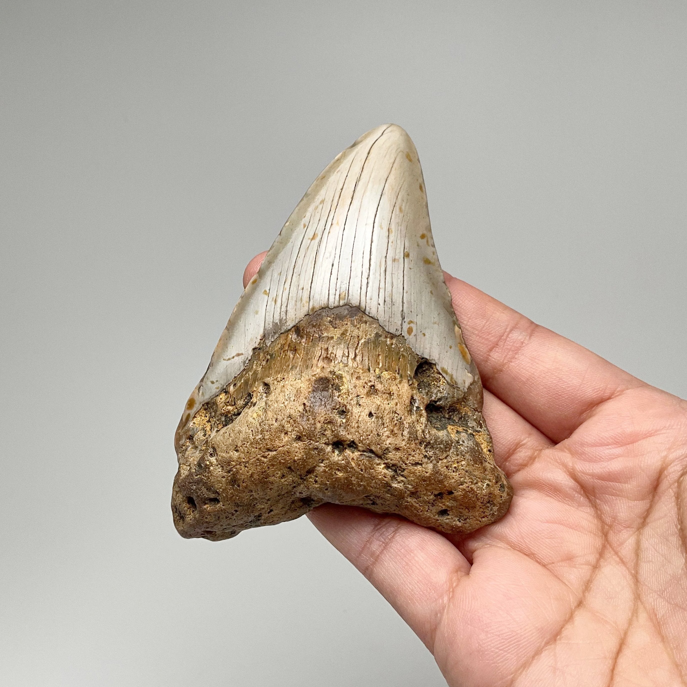 Shark Tooth Specimen: Carcharodon Megalodon