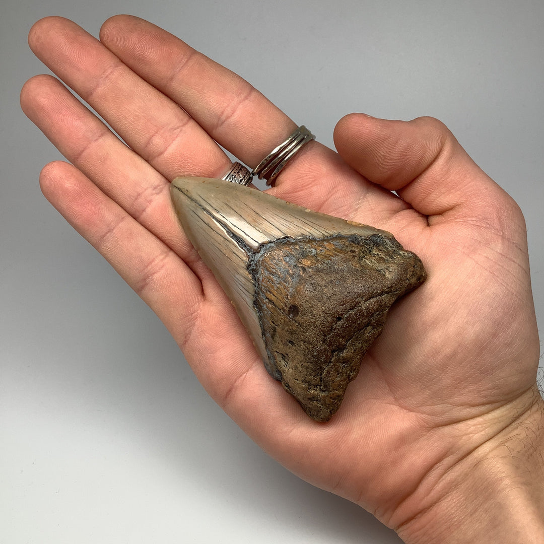 Shark Tooth Specimen: Carcharodon Megalodon