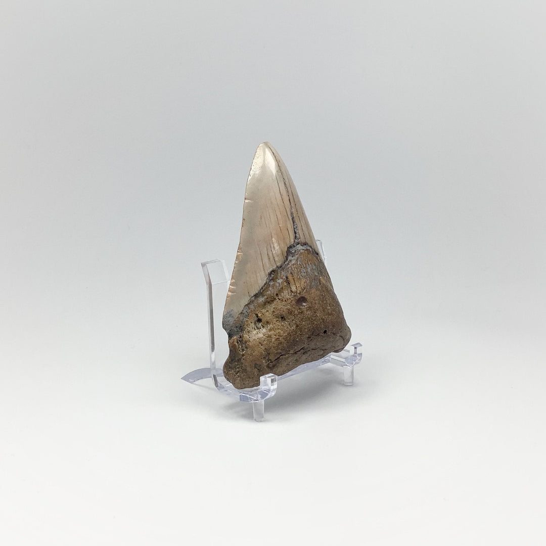 Shark Tooth Specimen: Carcharodon Megalodon