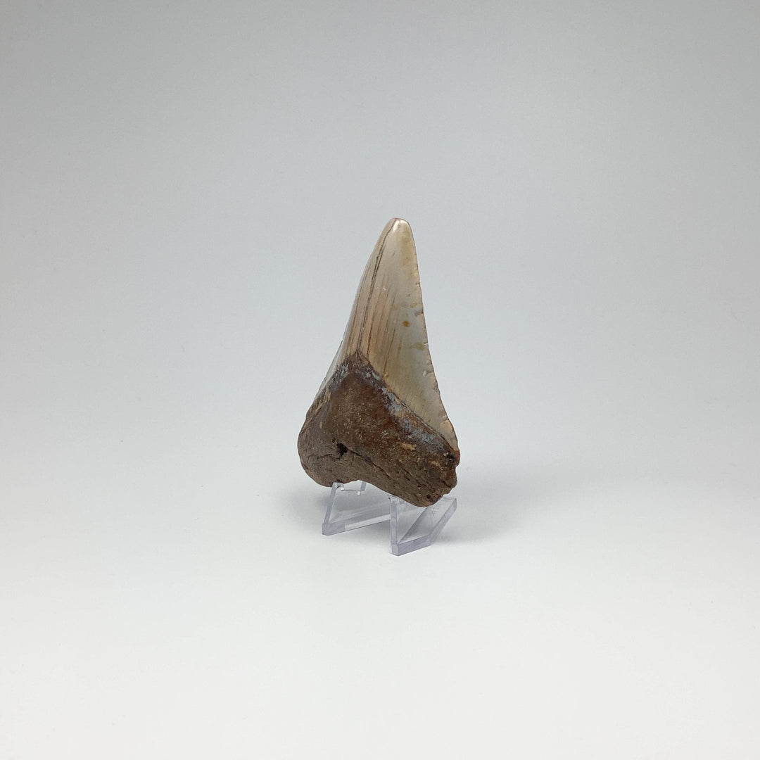 Shark Tooth Specimen: Carcharodon Megalodon