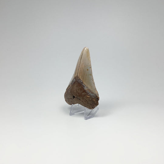 Shark Tooth Specimen: Carcharodon Megalodon