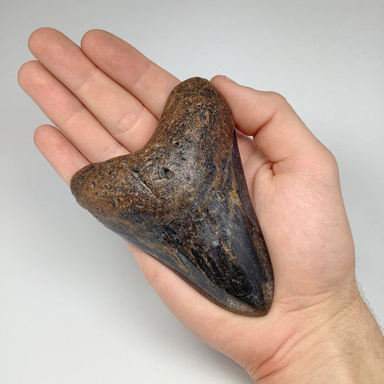 Shark Tooth Specimen: Carcharodon Megalodon