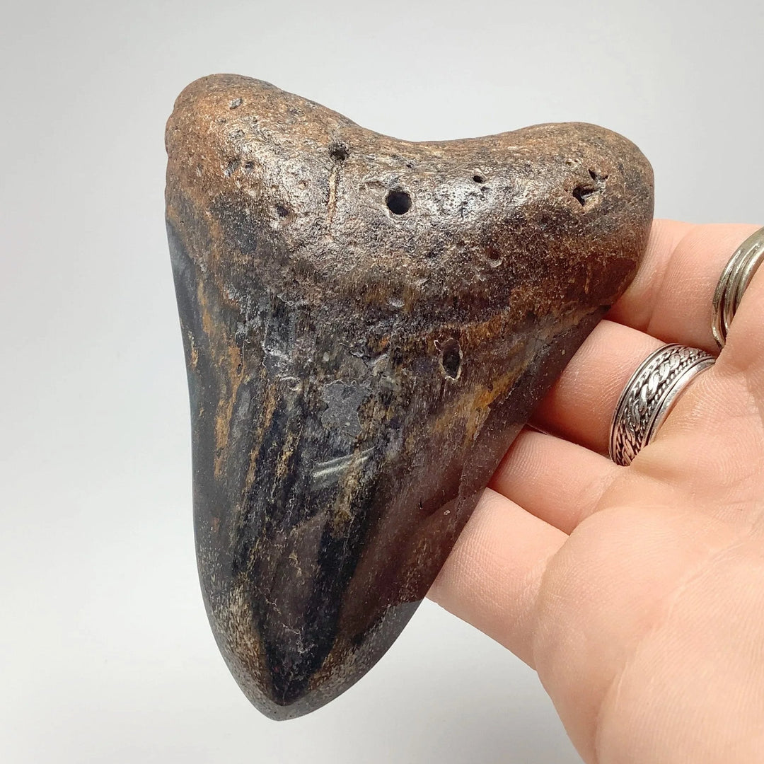 Shark Tooth Specimen: Carcharodon Megalodon