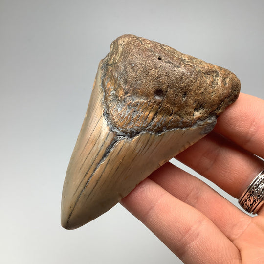 Shark Tooth Specimen: Carcharodon Megalodon