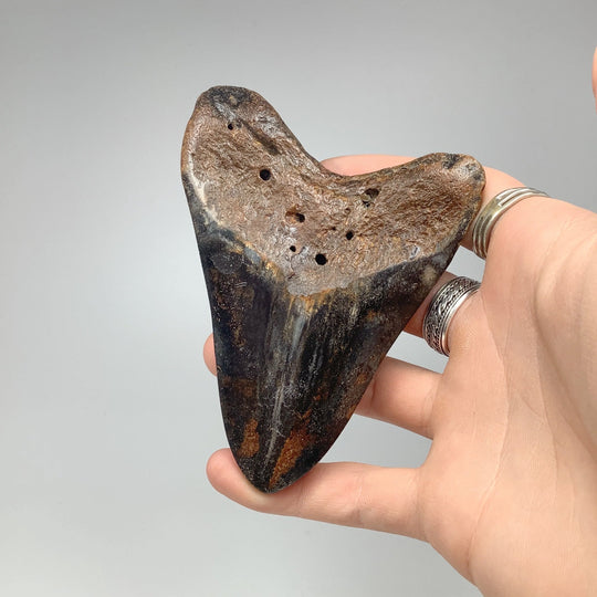 Shark Tooth Specimen: Carcharodon Megalodon