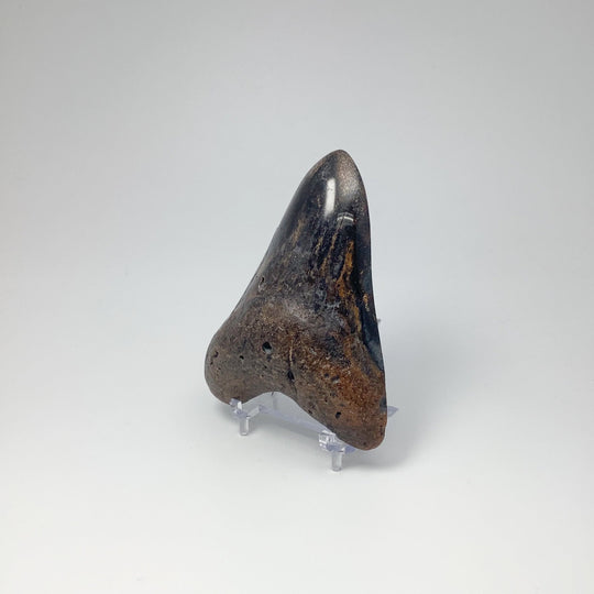 Shark Tooth Specimen: Carcharodon Megalodon