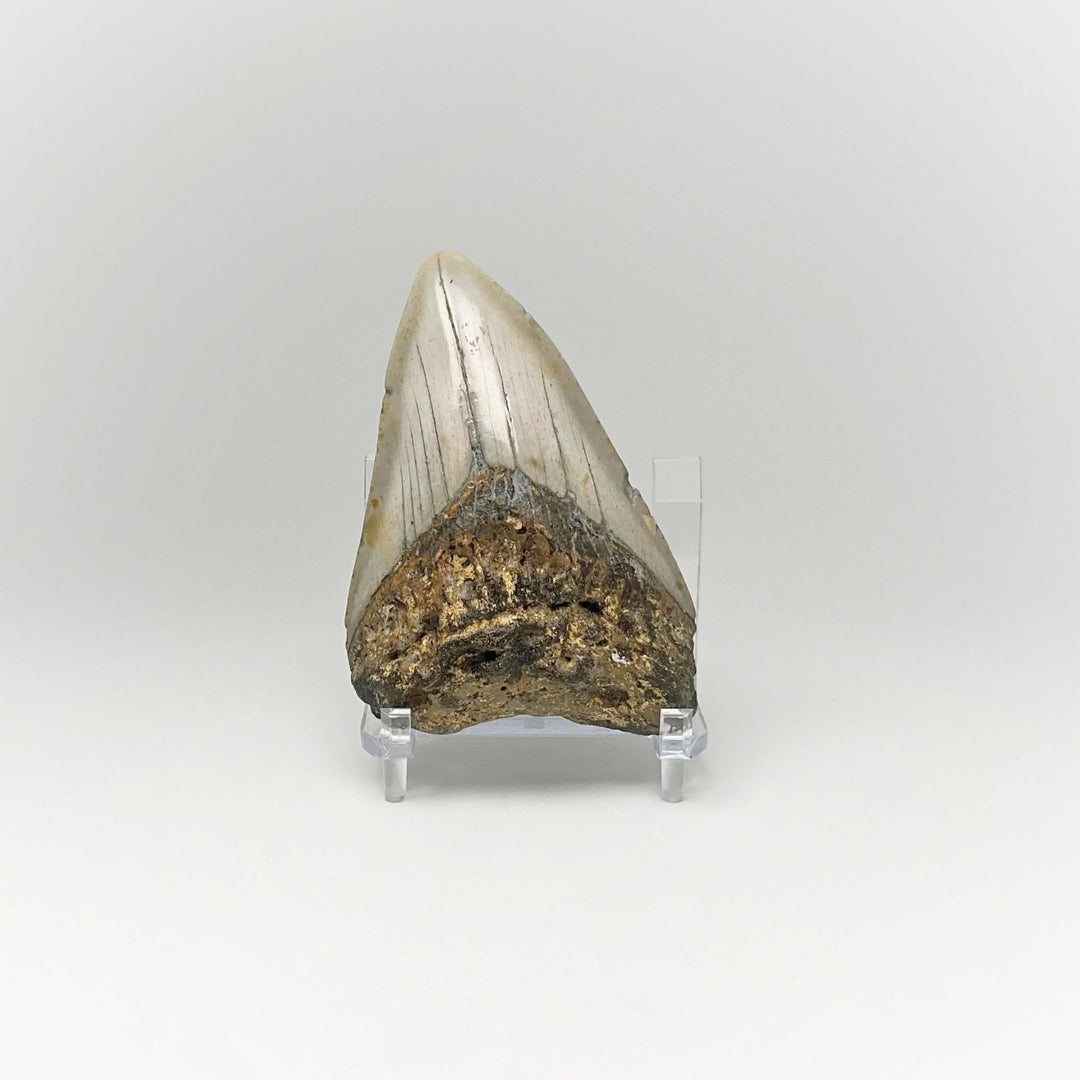 Shark Tooth Specimen: Carcharodon Megalodon