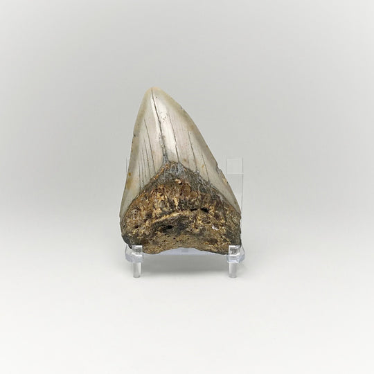 Shark Tooth Specimen: Carcharodon Megalodon