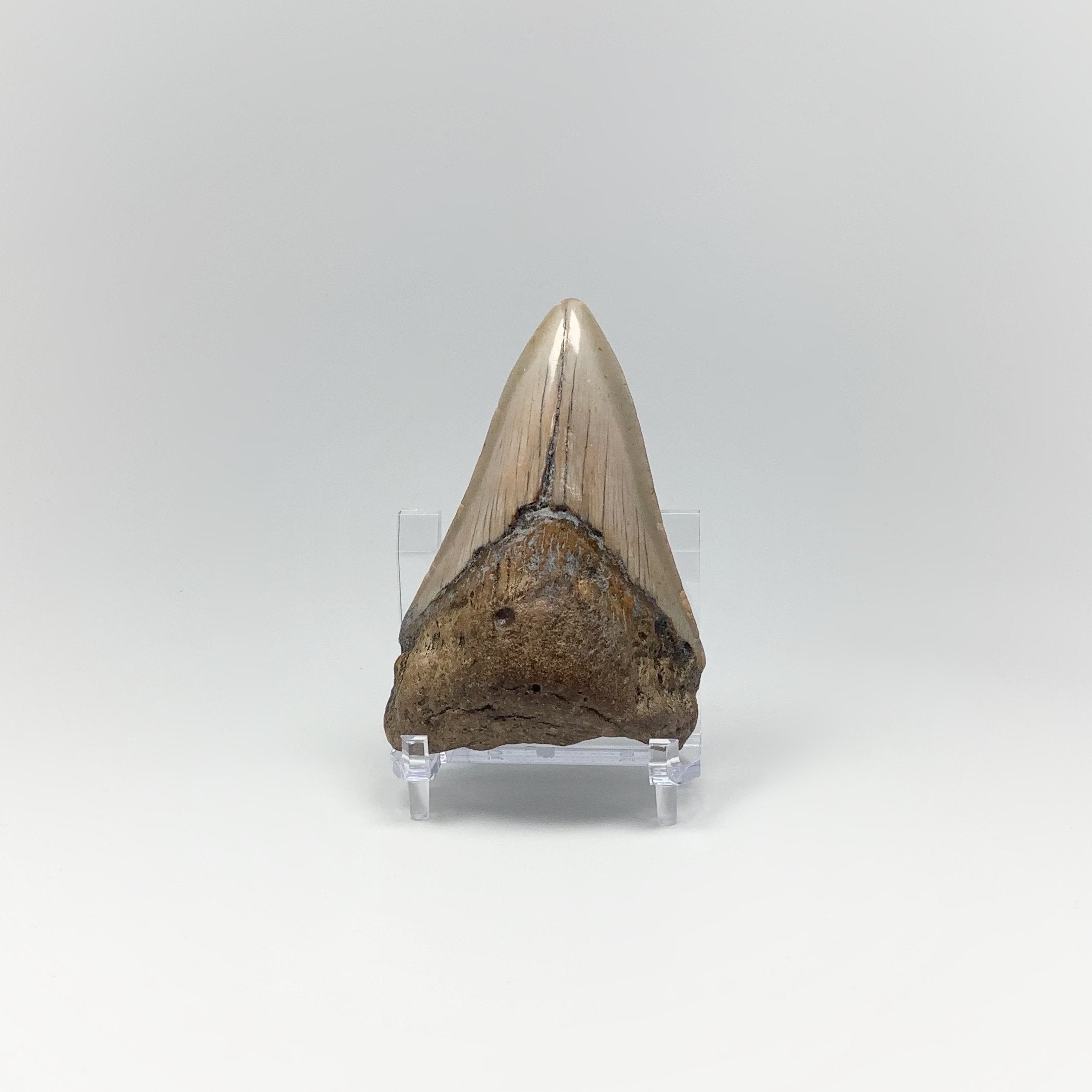 Shark Tooth Specimen: Carcharodon Megalodon