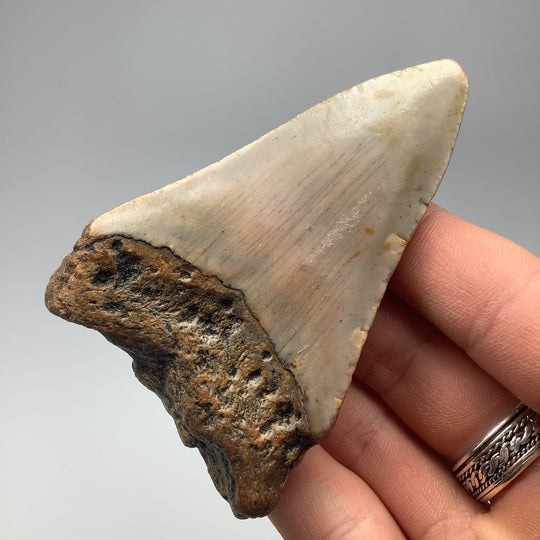 Shark Tooth Specimen: Carcharodon Megalodon