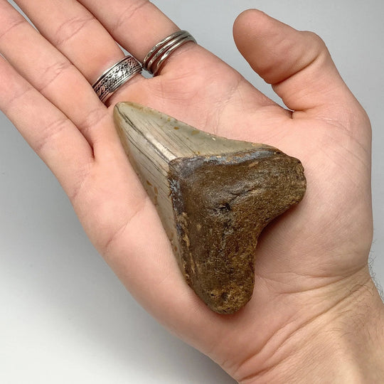 Shark Tooth Specimen: Carcharodon Megalodon