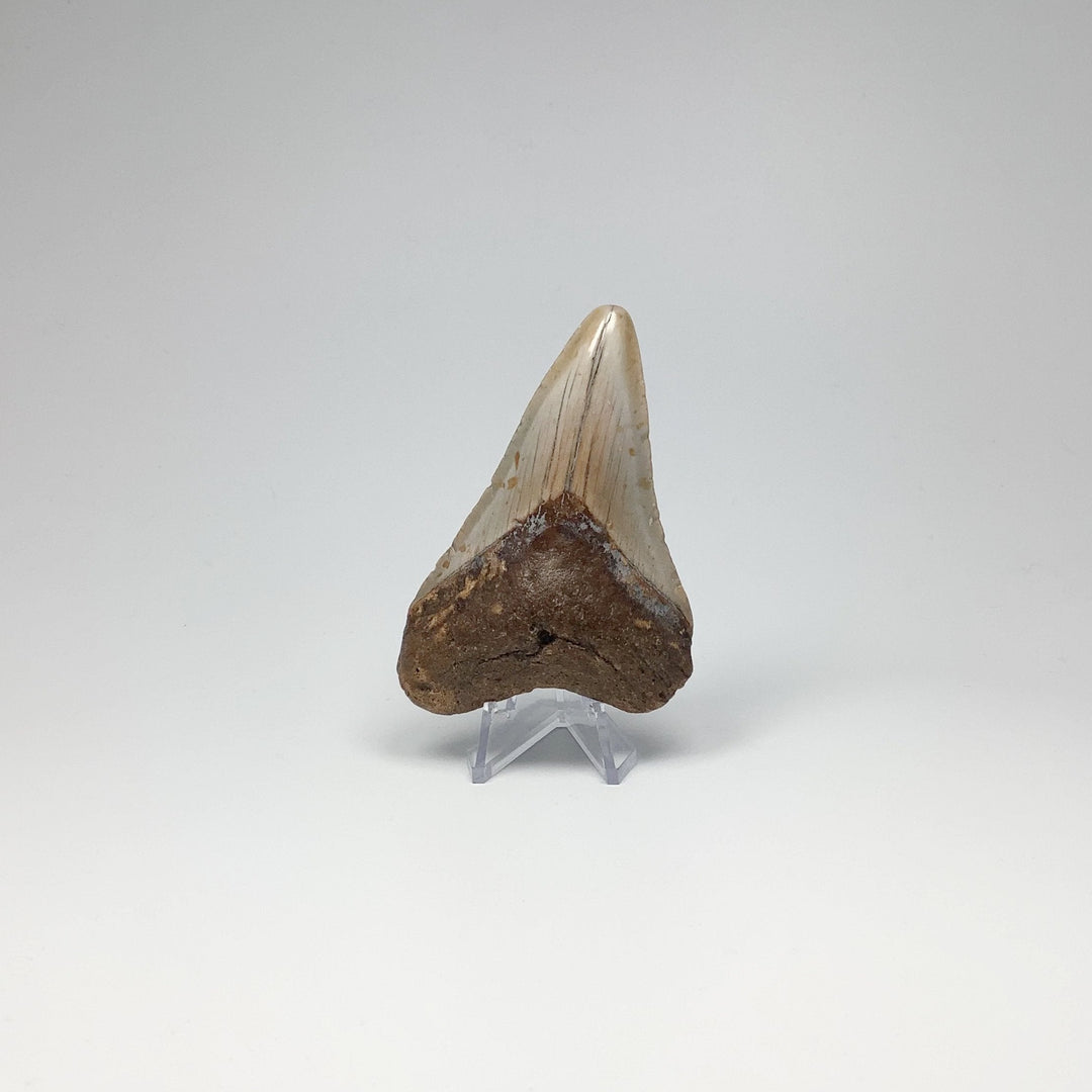 Shark Tooth Specimen: Carcharodon Megalodon