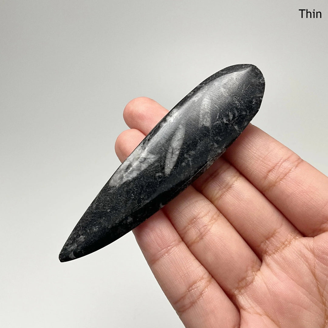 Small Polished Orthoceras Fossil