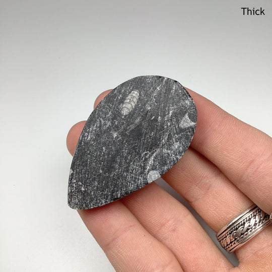 Small Polished Orthoceras Fossil