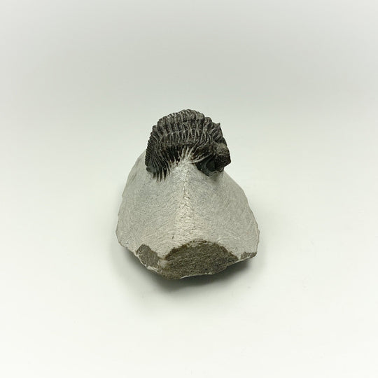 Trilobite Coltranea Fossil