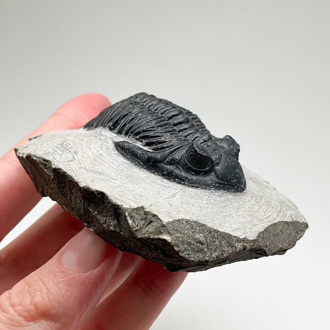 Trilobite Hollardops Fossil