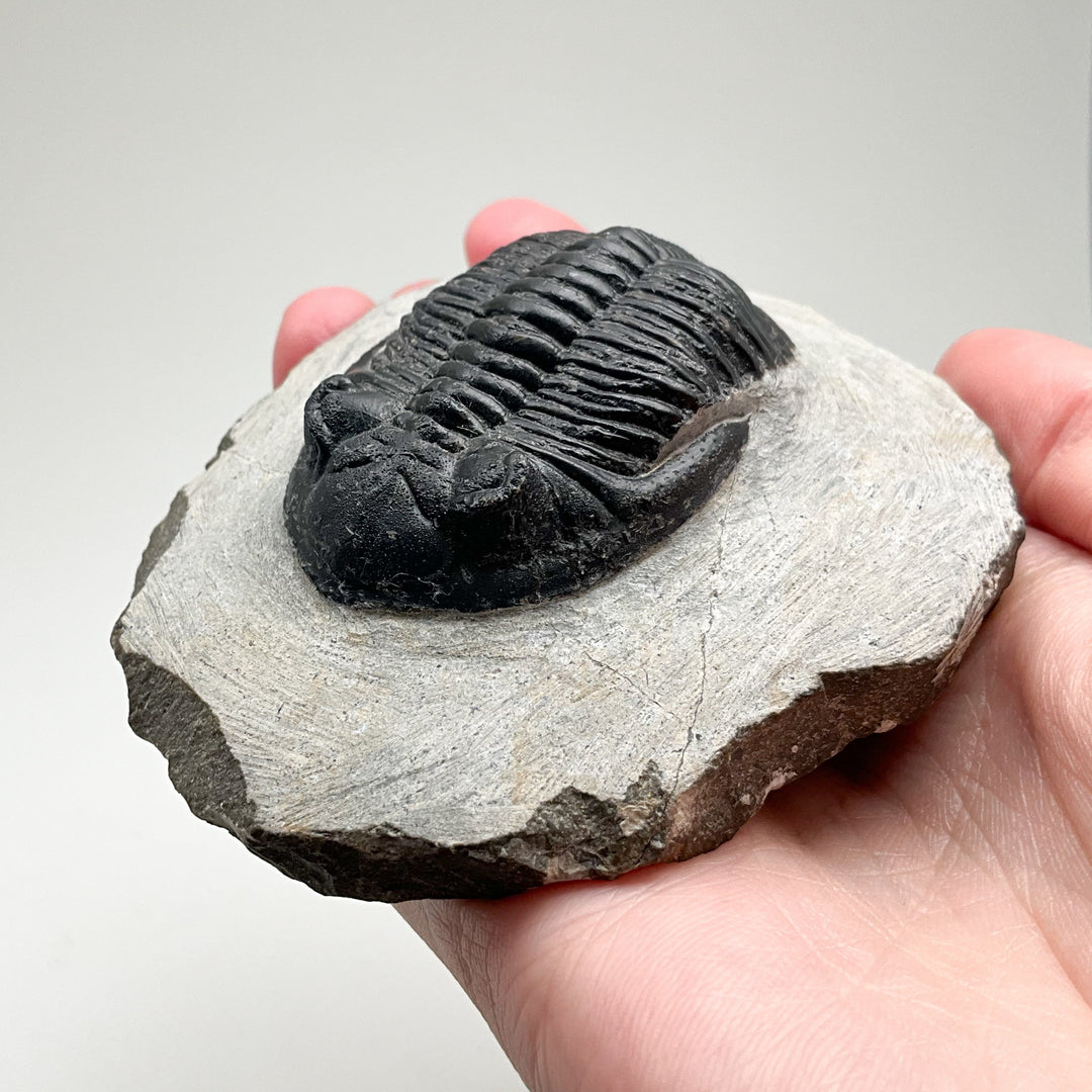 Trilobite Hollardops Fossil