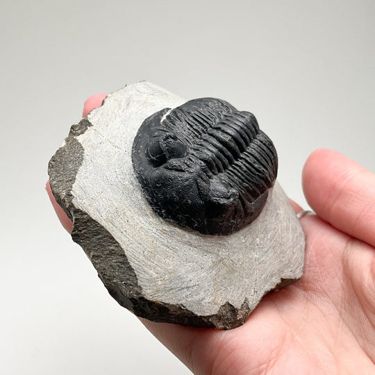 Trilobite Hollardops Fossil