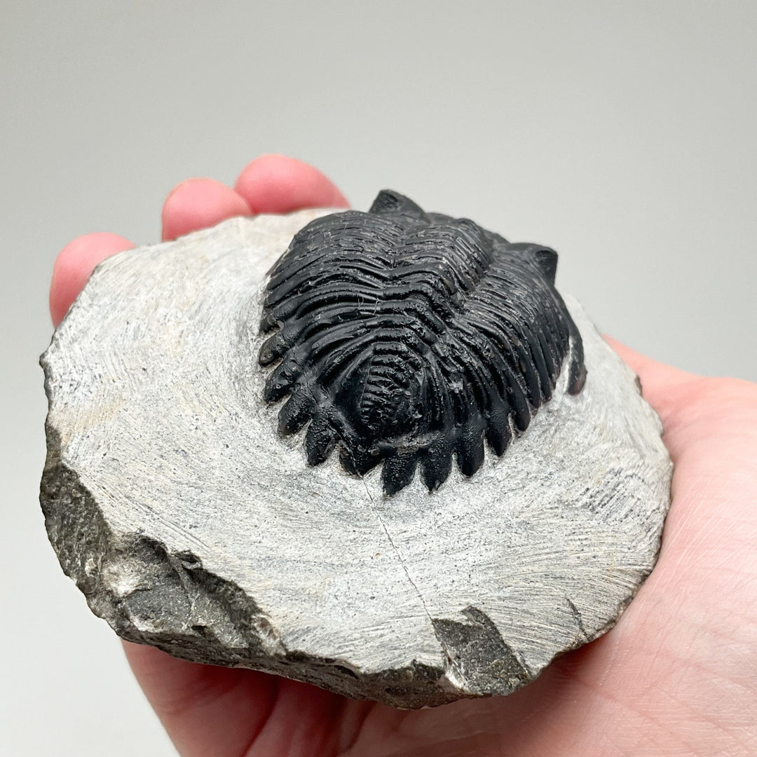 Trilobite Hollardops Fossil