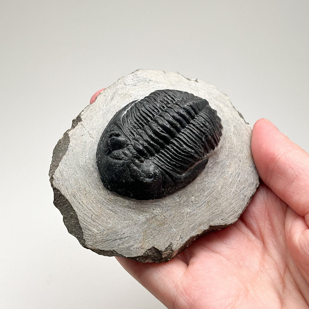 Trilobite Hollardops Fossil