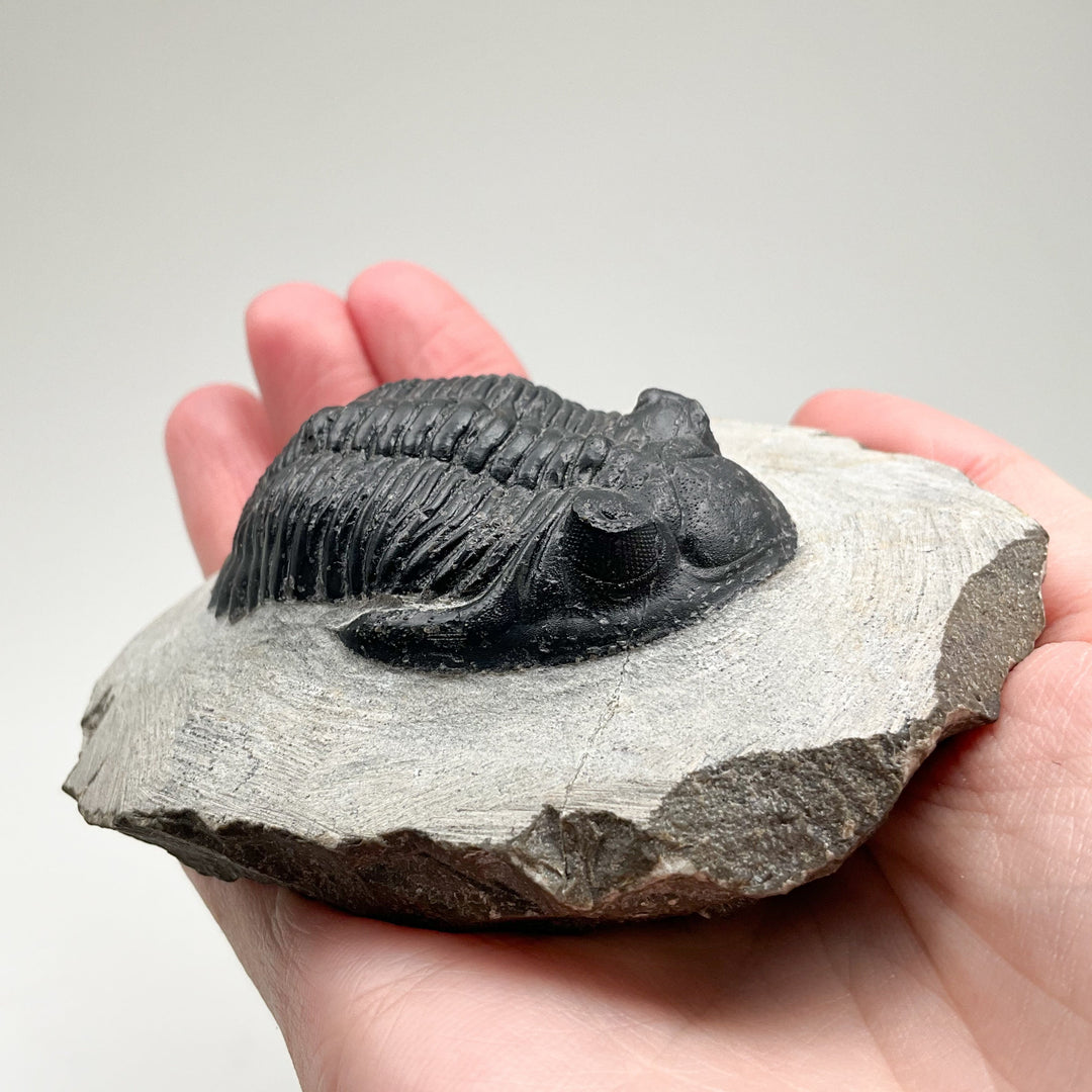 Trilobite Hollardops Fossil