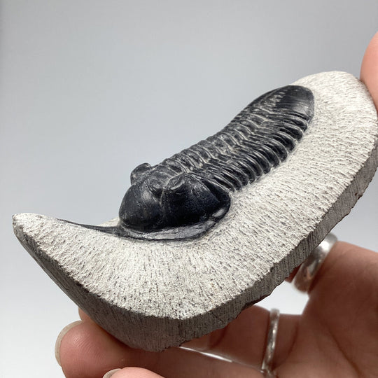 Trilobite Moroccanite Fossil