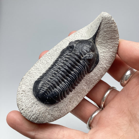 Trilobite Moroccanite Fossil