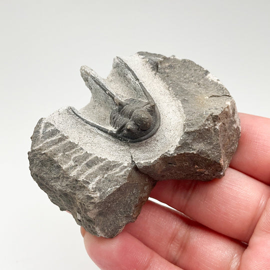 Trilobite Otarion Fossil