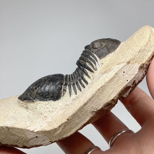 Trilobite Paralajurus Fossil