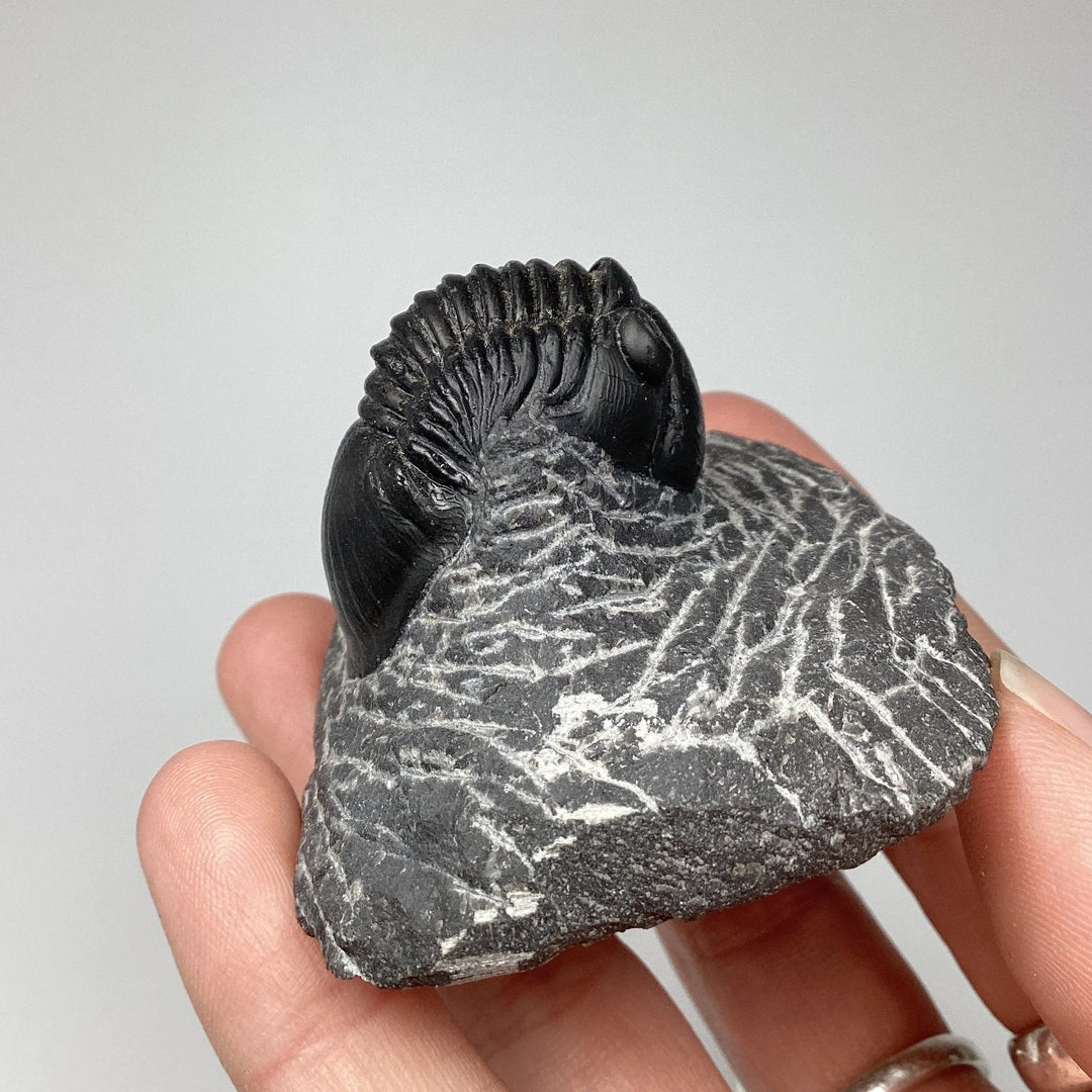 Trilobite Paralajurus Fossil