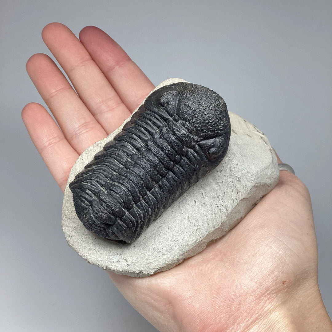 Trilobite Phacops Fossil