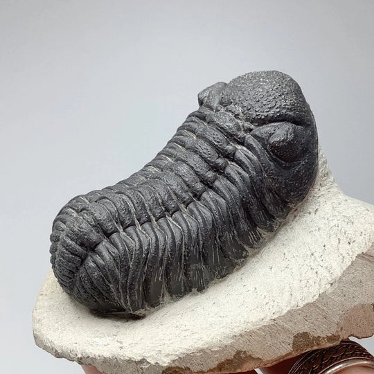 Trilobite Phacops Fossil