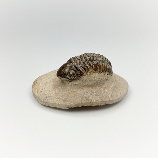 Trilobite Reedops Fossil