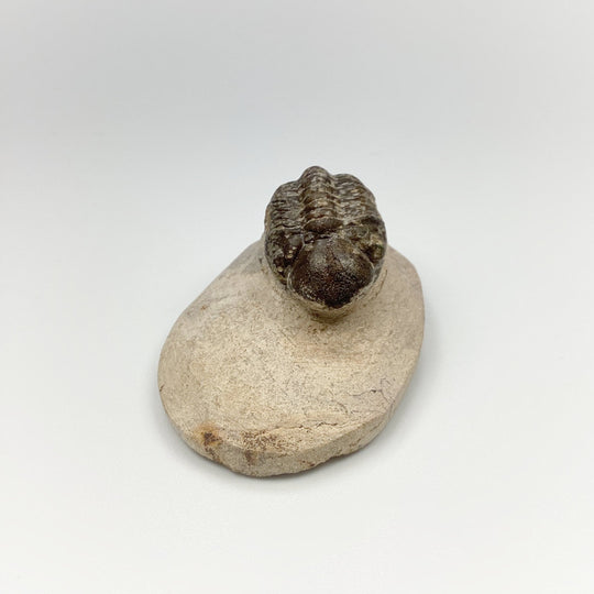 Trilobite Reedops Fossil