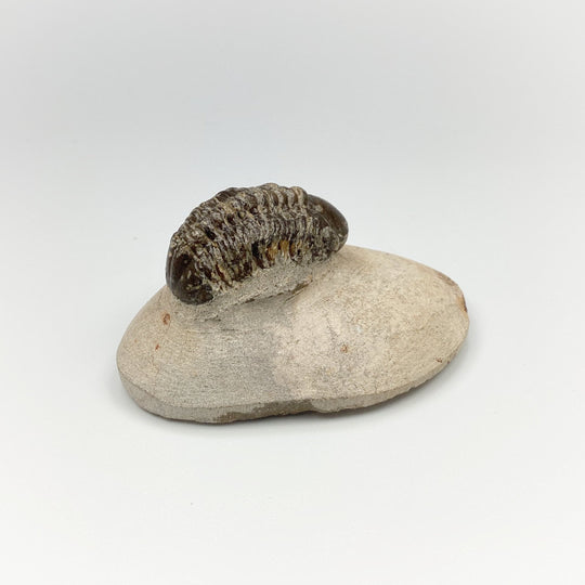 Trilobite Reedops Fossil