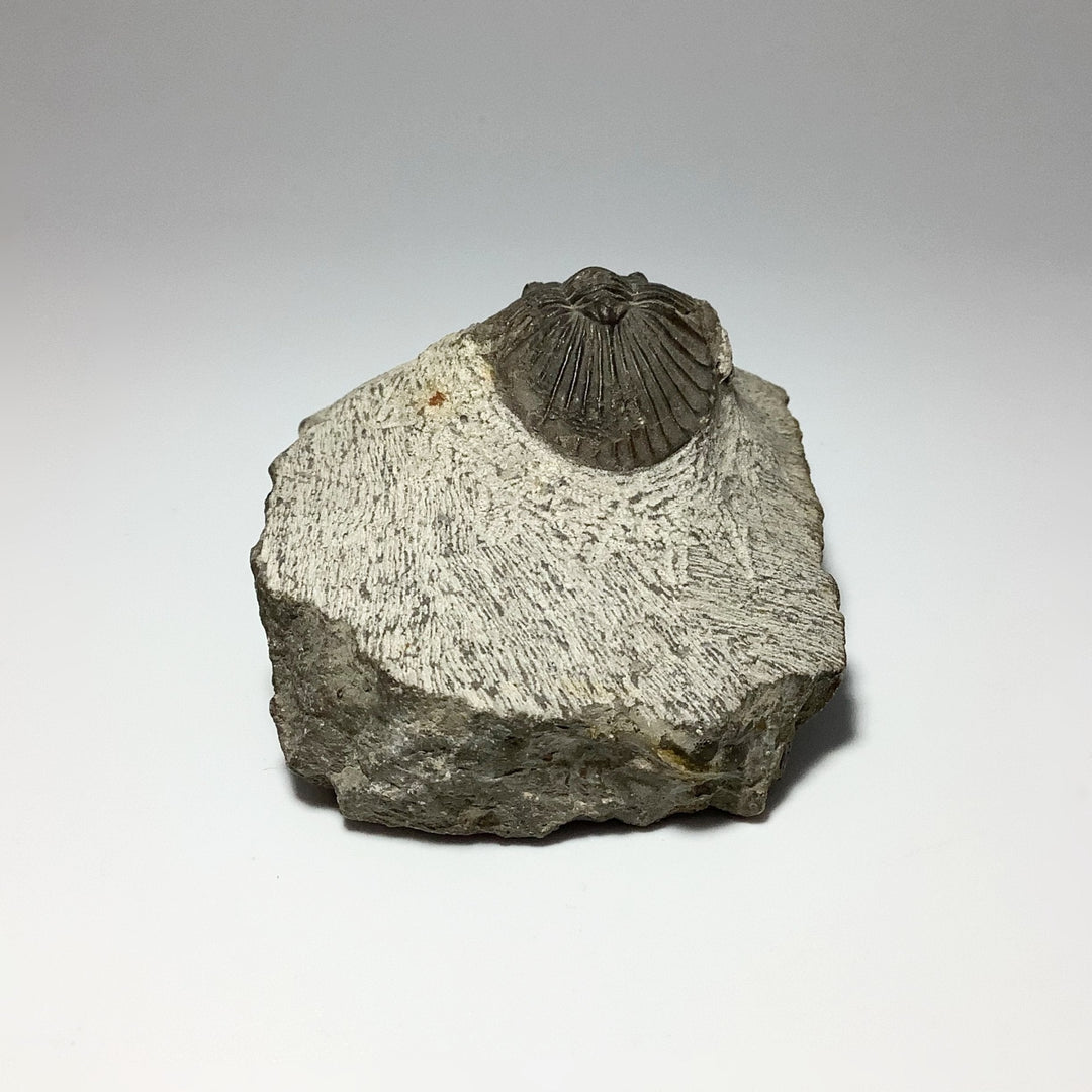 Trilobite Scutellum Fossil