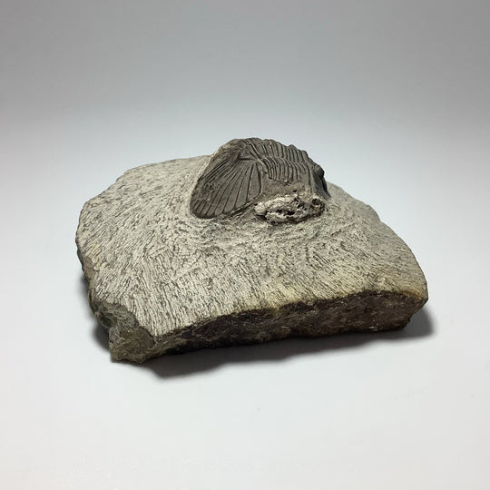 Trilobite Scutellum Fossil