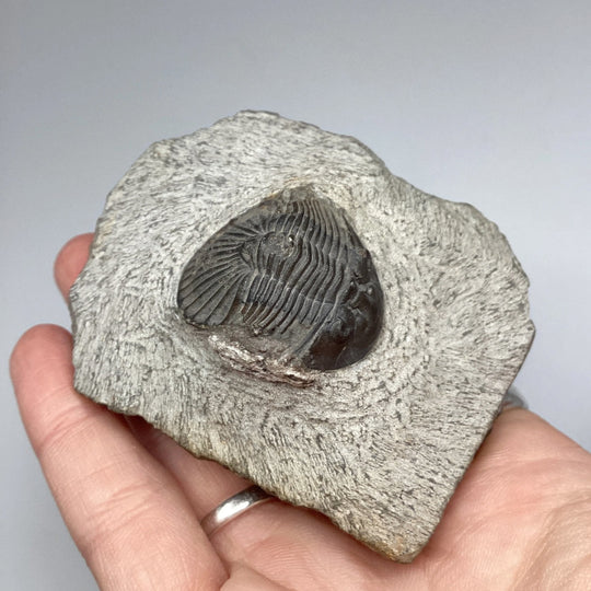 Trilobite Scutellum Fossil