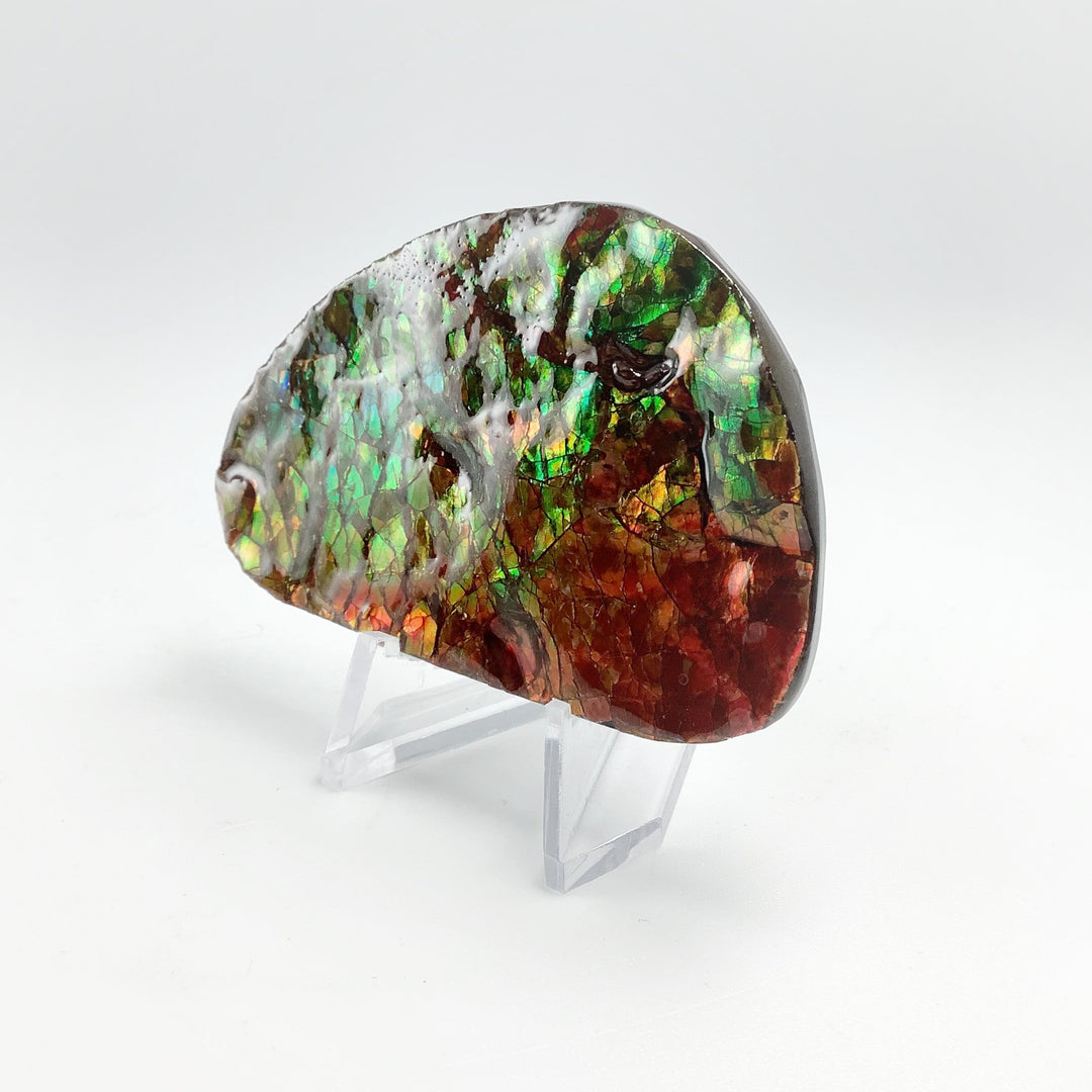 Ammolite Specimen