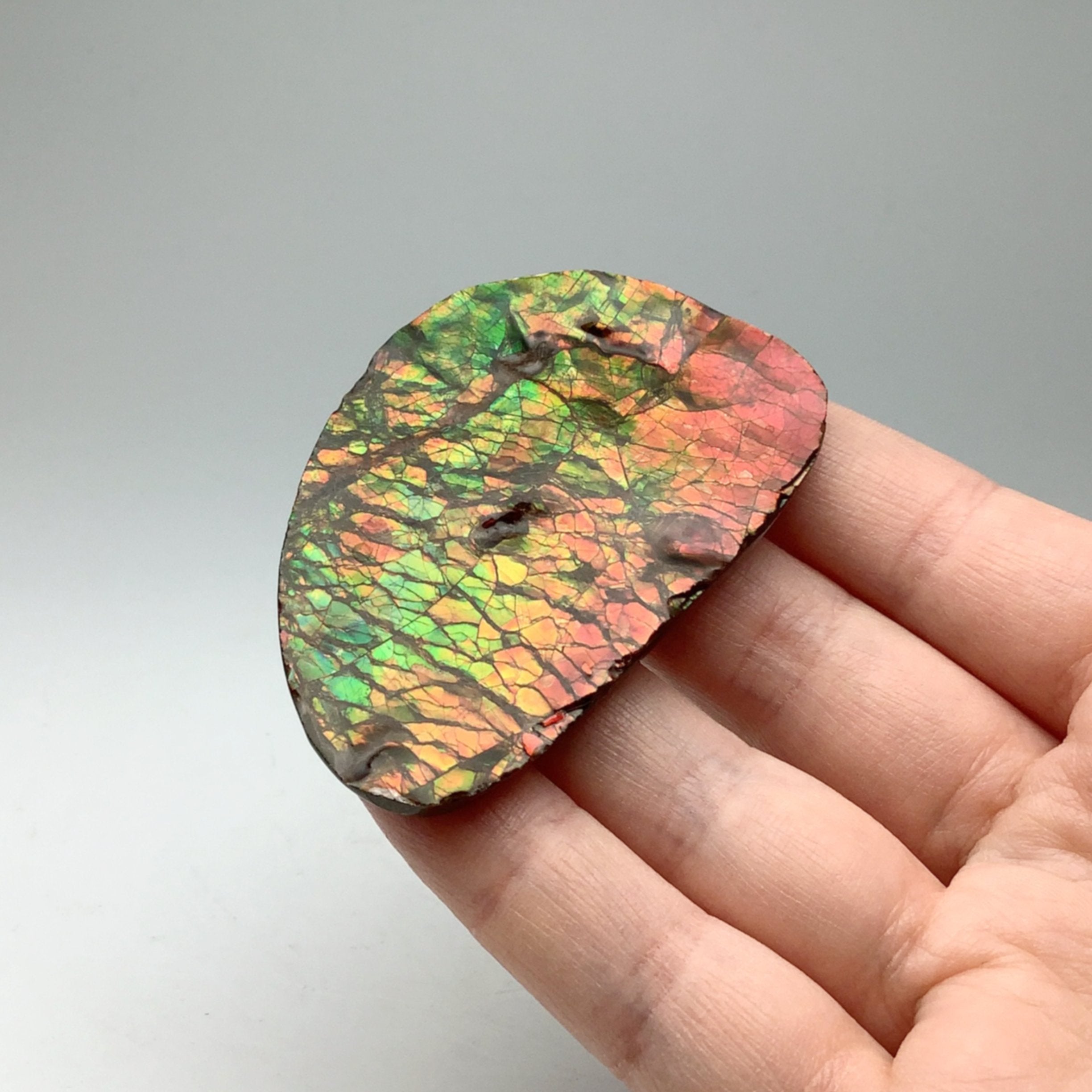 Ammolite Specimen