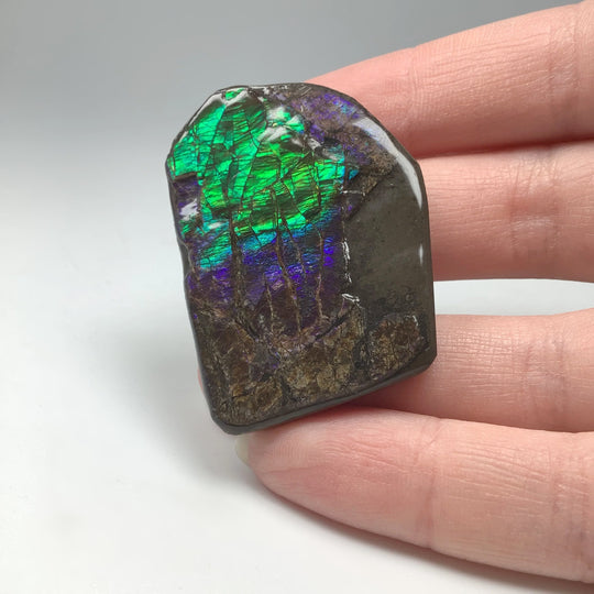 Ammolite Specimen