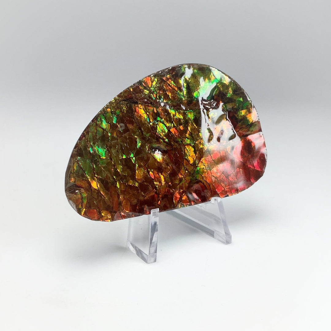 Ammolite Specimen