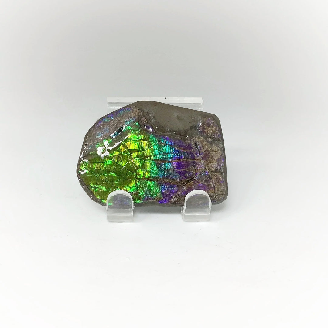 Ammolite Specimen