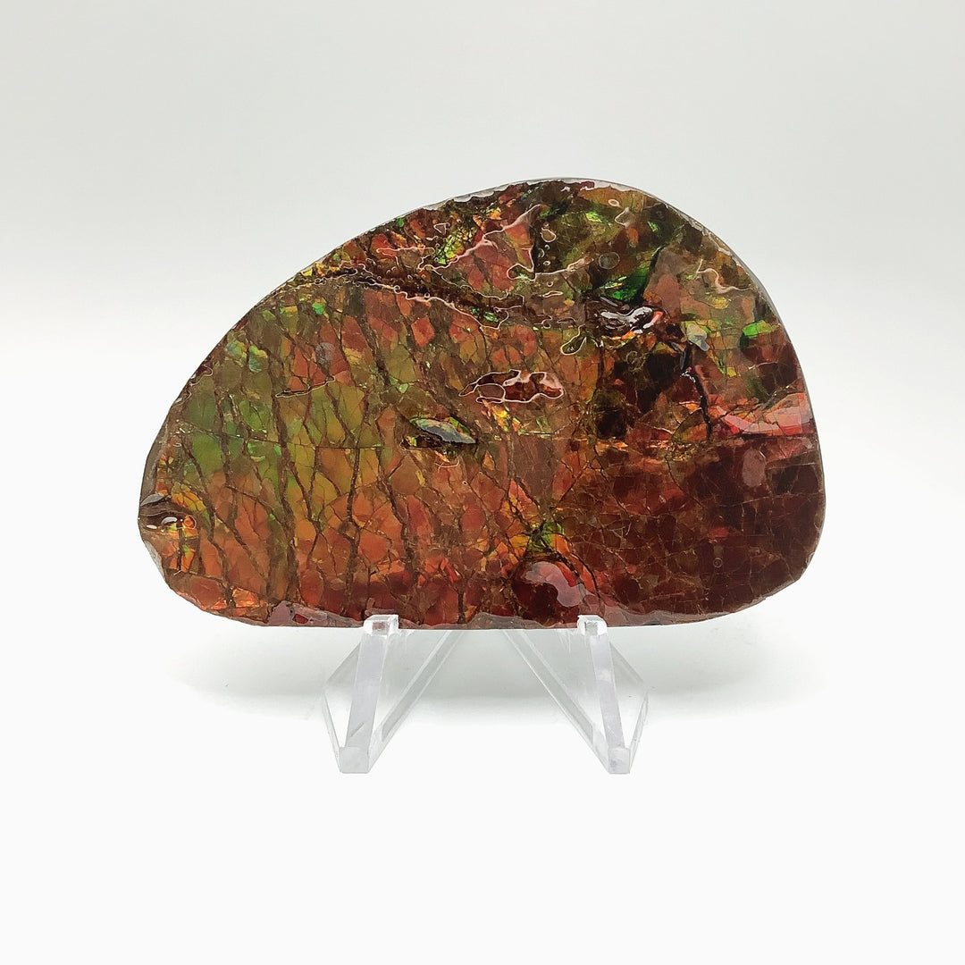 Ammolite Specimen