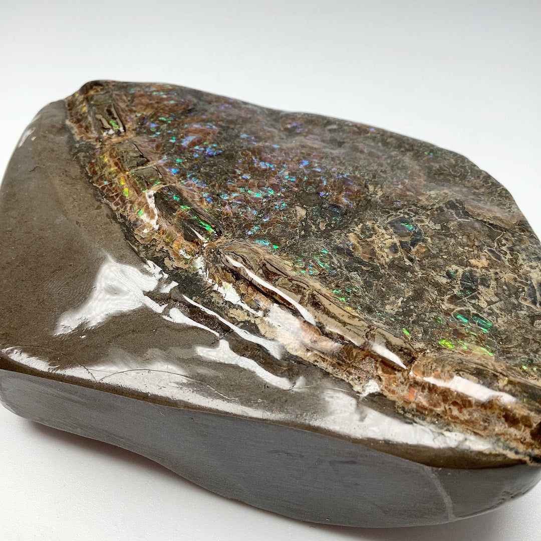 Ammolite Specimen