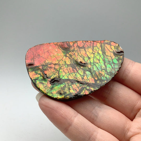 Ammolite Specimen