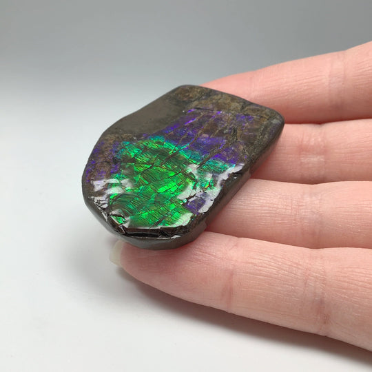 Ammolite Specimen